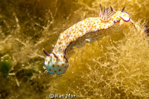 A huge nudibranch I found in Eilat, Israel during the wre... by Ran Mor 